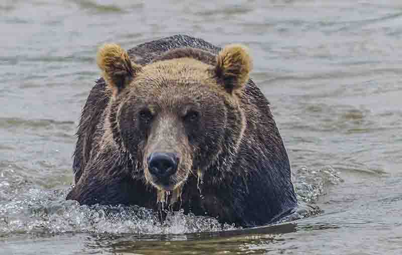 Oso Pardo - Kamchatka - Rusia 39.jpg